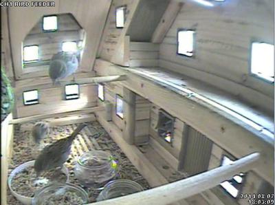 camera view of birds inside log cabin feeder