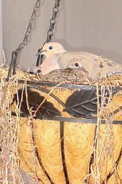 Moma Dove With 2 Babies in hanging plant