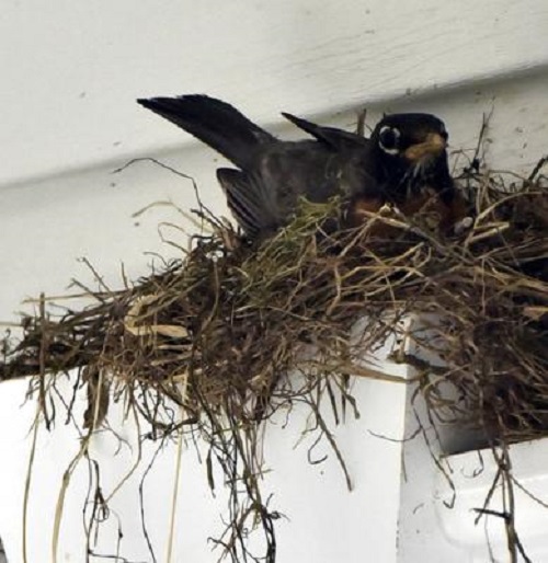 robin sitting and incubating a second set of eggs