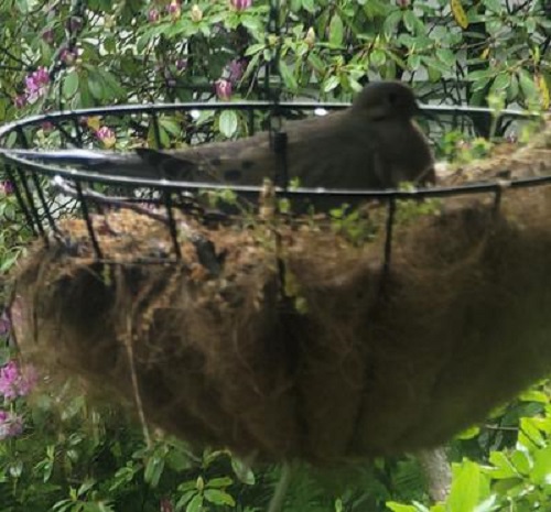 mourning dove on eggs