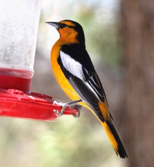 northern bullocks oriole