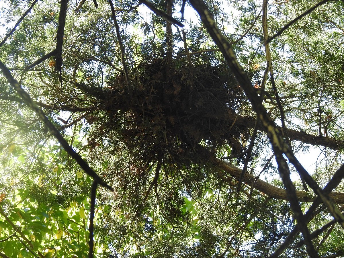 The Red Squirrels Breeding Nesting and Feeding Habits