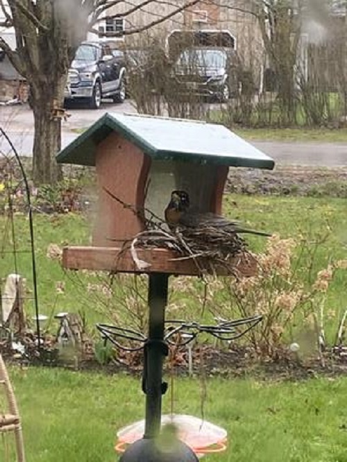 robin on nest built on a bird feeder