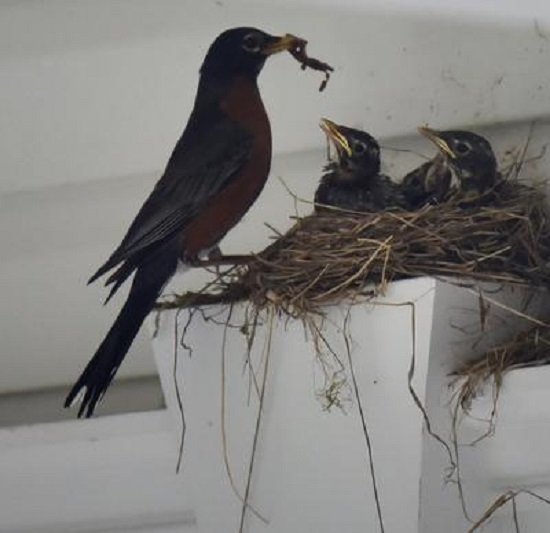 female robin feeding nestlings a worm