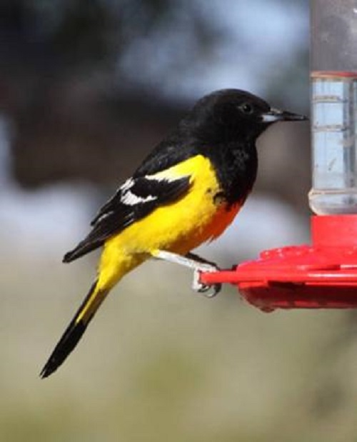 male scotts oriole