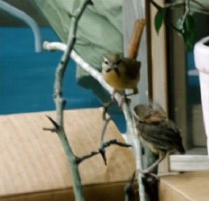 House Wren Feeding Young